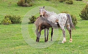 Photo of foal feeding with milk on pasture