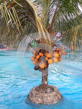 photo that focuses on coconuts on a tree on a blue water background