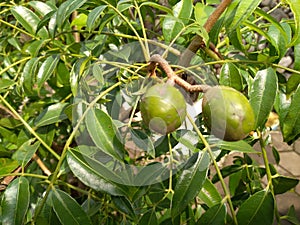 a photo that focuses on the kedondong fruit on the tree