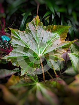 a photo that focuses on a leaf photo