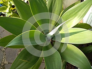 photo focusing on Agave attenuata plant in the yard