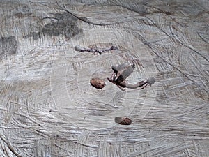 photo focusing on dry and hollow wood surface
