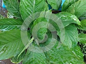 photo focusing on Spathiphyllum kochii getting wet in the rain in front of the house