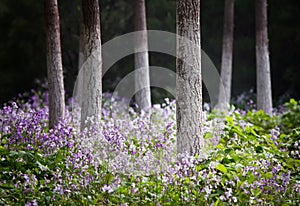 Photo of Forest in the springtime