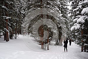 Photo of Winter Forest of Subalpine Fir and Limber Pine in Echo Lake Colorado USA photo