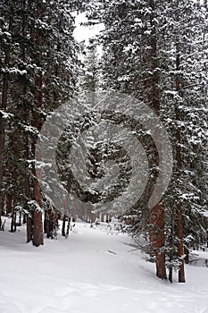 Photo of Winter Forest of Subalpine Fir and Limber Pine in Echo Lake Colorado USA photo