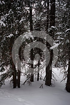 Photo of Winter Forest of Subalpine Fir and Limber Pine in Echo Lake Colorado USA photo