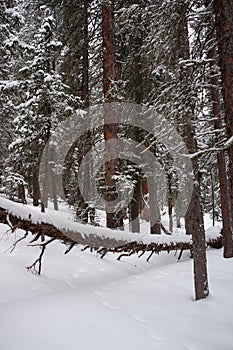 Photo of Winter Forest of Subalpine Fir and Limber Pine in Echo Lake Colorado USA photo