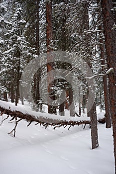 Photo of Winter Forest of Subalpine Fir and Limber Pine in Echo Lake Colorado USA photo