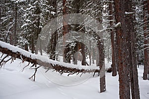 Photo of Winter Forest of Subalpine Fir and Limber Pine in Echo Lake Colorado USA photo