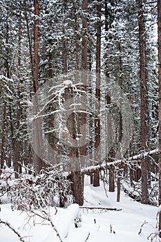 Photo of Winter Forest of Subalpine Fir and Limber Pine in Echo Lake Colorado USA photo