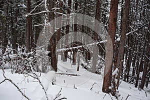 Photo of Winter Forest of Subalpine Fir and Limber Pine in Echo Lake Colorado USA photo