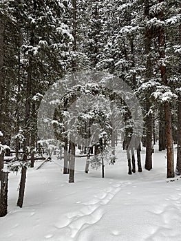 Photo of Winter Forest of Subalpine Fir and Limber Pine in Echo Lake Colorado USA photo