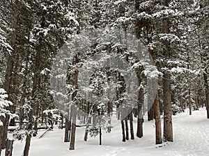 Photo of Winter Forest of Subalpine Fir and Limber Pine in Echo Lake Colorado USA photo