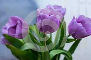 Photo of four tulips with lilac petals in partial defocus along with the background