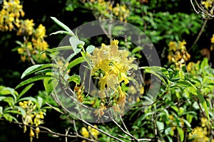 Photo fragment shrub rhododendron with yellow flowers and green leaves