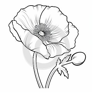 Poppy Flower Silhouette Coloring Page - Free Vector Illustration photo