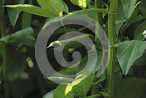 Photo of a fresh bright green pea pod on a pea plant in a garden. Growing peas outdoors.