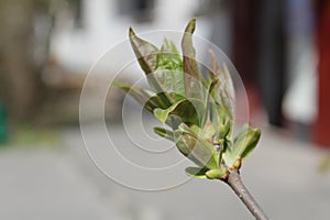 Budding buds with small leaves on tree branches in spring