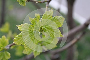 Budding buds with small leaves on tree branches in spring