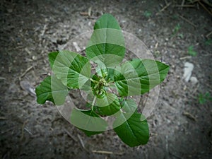 photo of fresh green leaves of local Timorese spinach, ready to be processed into vegetables