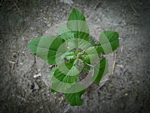 photo of fresh green leaves of local Timorese spinach, ready to be processed into vegetables