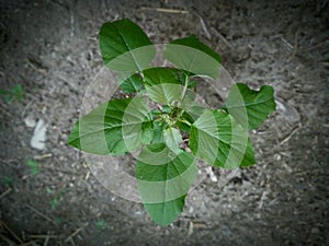 photo of fresh green leaves of local Timorese spinach, ready to be processed into vegetables