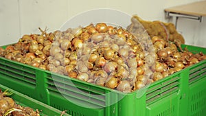 Photo of fresh onions. Many freshly harvested onion bulbs in giant plastic containers. Food industry concept.