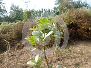 photo of fresh thistle twigs and leaves in the morningï¿¼MasukanOrang lain juga menelusuri