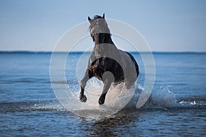 Photo of friesian mare cantering in the sea shore