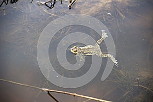 Photo of frog is floating funny, close-up