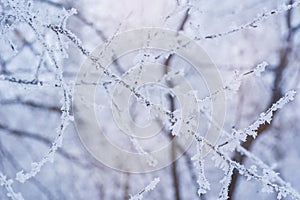 Photo of frozen fir tree background, branches