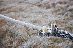 Frozen steel wire