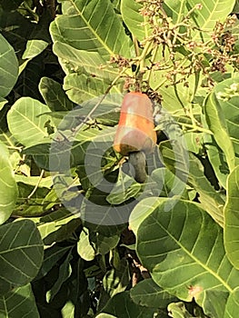 Photo of Fruit of Cashew Tree Anacardium Occidentale photo