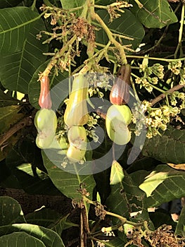Photo of Fruit of Cashew Tree Anacardium Occidentale photo