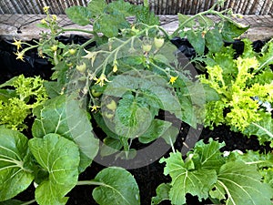 Photo of the fruit of green Heartbreaker tomato plant photo