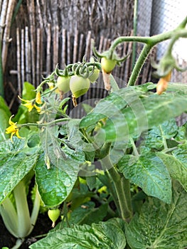 Photo of the fruit of green Heartbreaker tomato plant photo