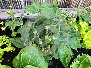 Photo of the fruit of green Heartbreaker tomato plant photo