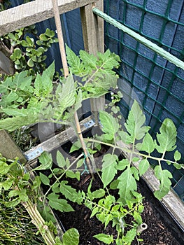 Photo of Fruit of Green Mini Roma tomato