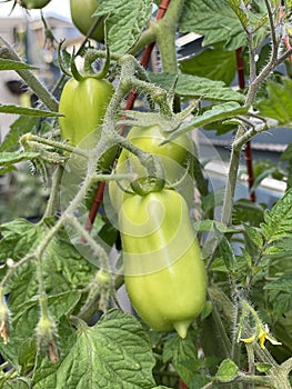 Photo of Fruit of Green Roma tomato