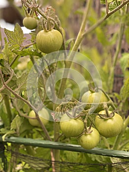 Photo of Fruit of green Tomato Moneymaker