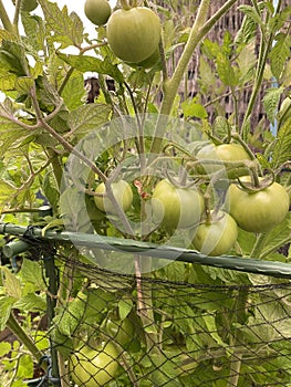 Photo of Fruit of green Tomato Moneymaker