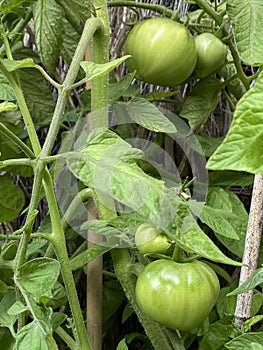 Photo of Fruit of green Tomato Moneymaker