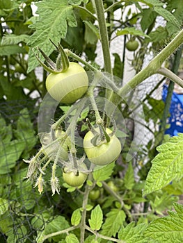 Photo of Fruit of green Tomato Moneymaker