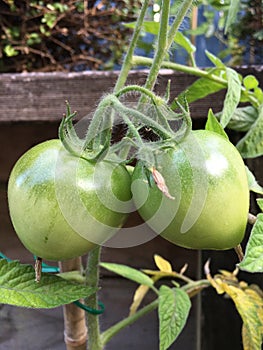 Photo of Fruit of green Tomato Moneymaker