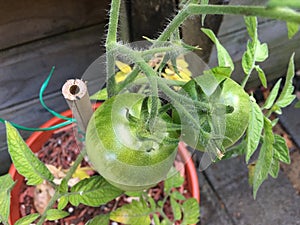 Photo of Fruit of green Tomato Moneymaker