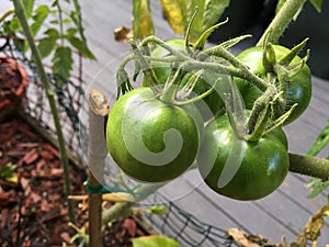 Photo of Fruit of green Tomato Moneymaker