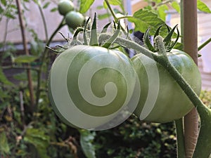 Photo of Fruit of green Tomato Moneymaker