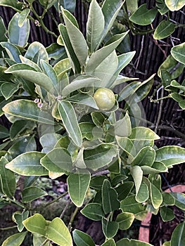 Photo of Fruit of Kumquat