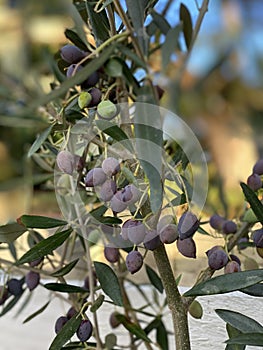 Photo of Fruit of Olea Frantoio Olive